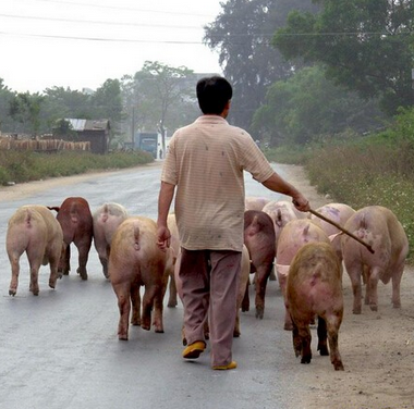 2018年中国农业将出现5涨3跌，养猪业就是跌！
