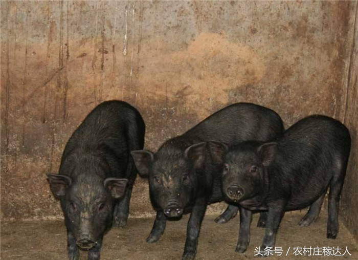  如果你是农村的，在家里可以这样养猪，一斤可卖30元 
