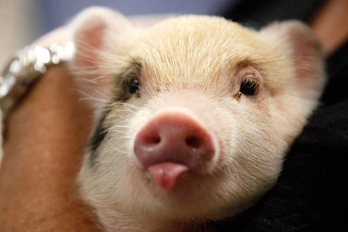 大北农、正邦、天康、天兆：2018年准备实现的“小目标”