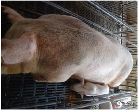 做好这类病防控，守住猪场利润轻而易举