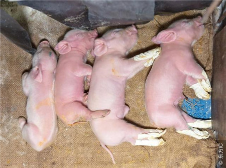 养猪人老冯不打针、不喂药，只用一卷胶带就可解决了链球菌问题！