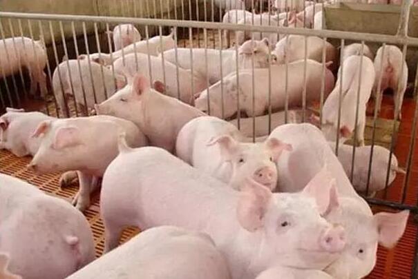 这种神秘猪病不可不防 养猪户赶紧来看