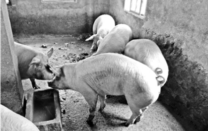 贫困户饲养的猪太肥 体重超标出售成难题？