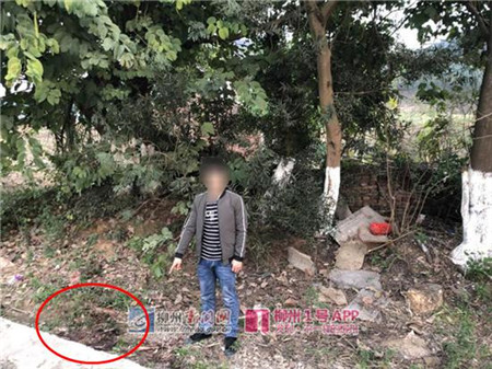 太可恶！柳江一贫困户养的猪被同村4人打死分了