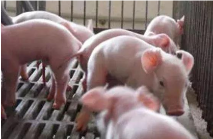 副猪的防控没那么简单，也没那么复杂，道理都在这首打油诗里！