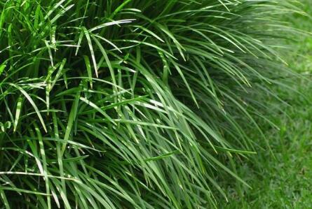 有一种神奇的养猪神草，叫皇竹草！养猪人都说好！