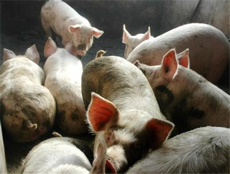 老兽医成了养猪“达人”，要让更多的人吃上放心猪肉！