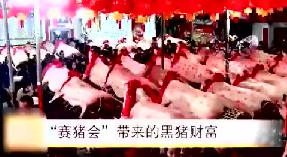 “赛大猪”赛出来的养猪致富经