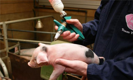 猪场发现伪狂犬不要急，这篇文章可以帮到你！