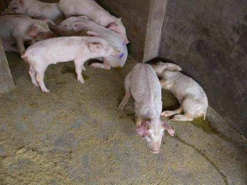 进来教你看看怎么认清猪的圆环病