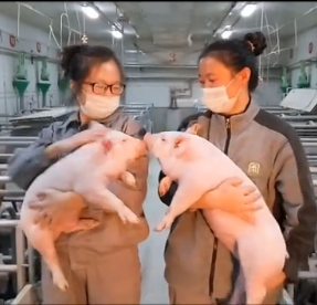 春季猪肉消费淡季，猪价超跌反弹难以维持