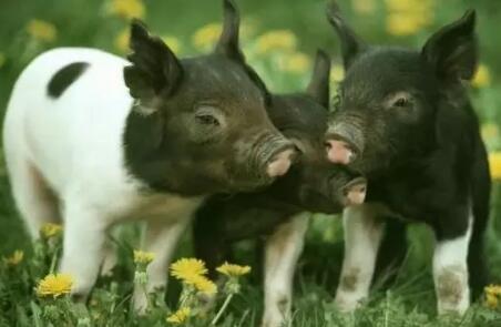 江西省畜牧兽医局：江西省拟定9家种猪场为首批净化示范场