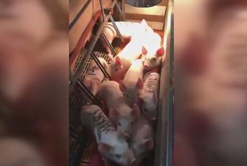 养猪小伙向女友求婚 竟把求婚信息写在猪背上