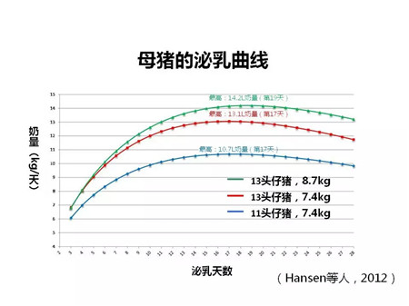 春季哺乳母猪饲喂管理