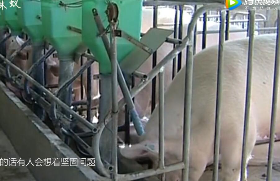 养猪户的福音！这种新型养猪模式能减少一半的成本支出