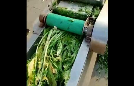 养猪场的切菜神器，规模养殖必备！