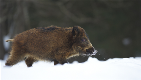 养猪行业未来将实现无人值守？那养猪户怎么办