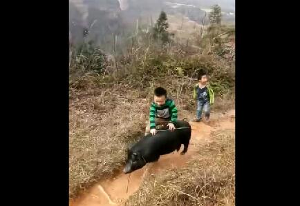 骑黑猪的小男孩，被摔得开心吗？