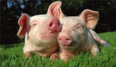 九大猪企产能大释放，全国的养猪散养户们被迫退市？