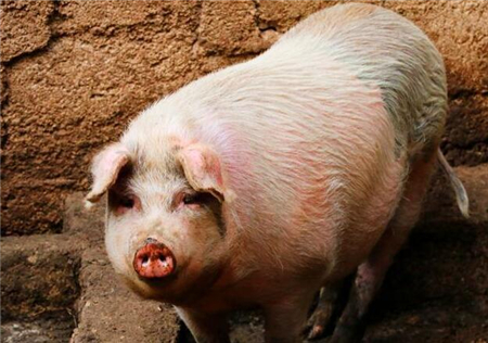 选育母猪一直是养猪户最头疼的问题！分享选育良种母猪5个技巧！