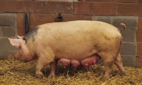 太揪心！近期猪场高发4种病，养猪人要重视！ 　　