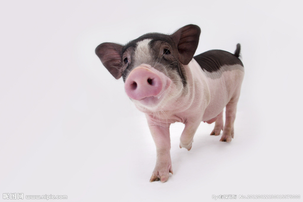 亏大了！重庆一养殖场直排粪污被罚10万，还得赔81万