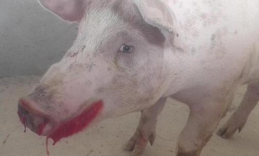 母猪产后10天，突发高热，吐血后死亡，是咋回事？