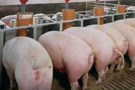 春季仔猪腹泻可未必都是细菌病毒引起的！这个关键因素你可能忽略了！