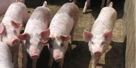 新希望20亿建扶贫工厂 刘永好：扶贫更有持续性