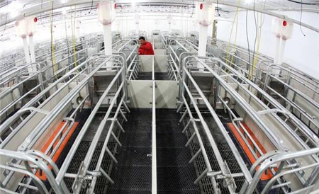 任何事物都是有两面性的，母猪限位栏带来的也并非全是好处!