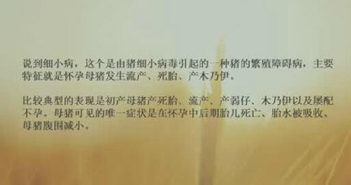 遇到母猪不明原因流产，可以看看是不是这个原因！