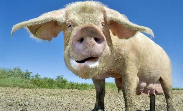 靠猪赚钱不“牢靠”，雏鹰加快板块布局和资产结构调整？