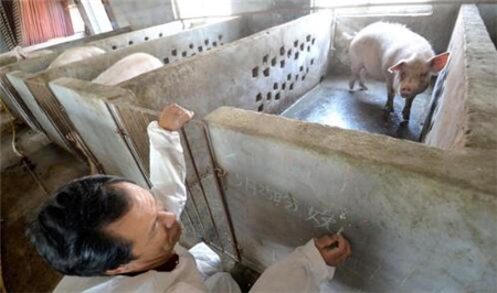 养猪创业：总算可以做到六元成本养猪，猪价让我亏损100元一头猪！