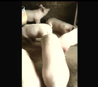 猪的尾巴没有神经，猪咬尾是不知道疼的！