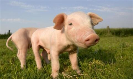 恐怖！每月增加1千万头，养猪业以前所未有的速度疯狂扩张！