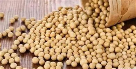 大豆是个宝 但是千万不能随便喂猪 养猪人一定要注意！