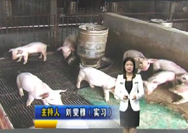 猪价下跌有点猛 养殖户直呼亏不起