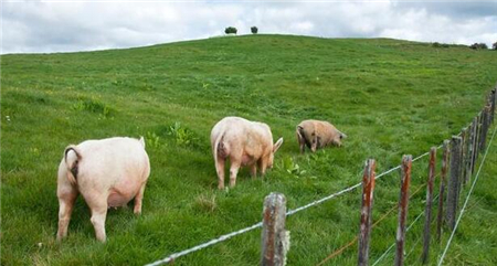 东北要逆袭了吗？20个畜牧企业在东北投建生猪项目！