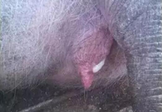 母猪生殖道感染了怎么办？教你有效的处理方法