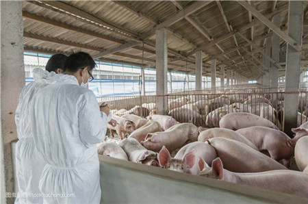 猪场的粪污资源化利用到底怎么才算合格？标准在这里