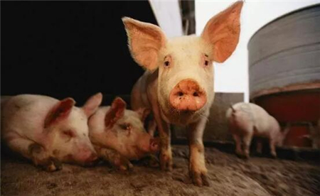 冯永辉：猪价逼近上轮猪周期最低点、跌破调控警戒线