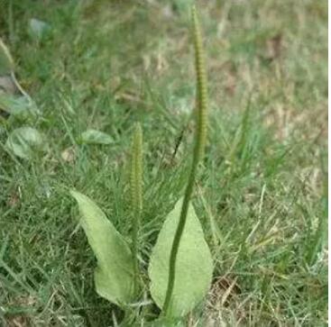 “吃了一支箭，窝尿赛过高压线”，一支箭在养猪中的妙用！