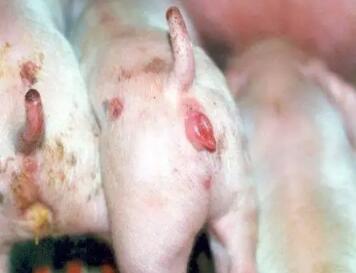 这个几块钱1斤的兽药被兽医老张用神了，什么病都加，加上就有效!