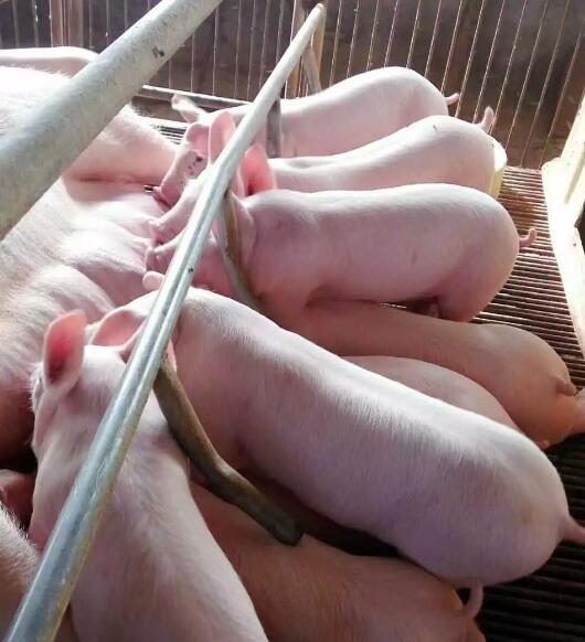 养猪十年，同样补铁，为啥你的效果不如他？