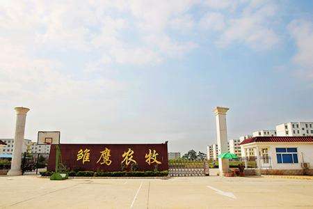 我国猪市“大佬”割肉了！且看雏鹰农牧“卖猪”市场影响