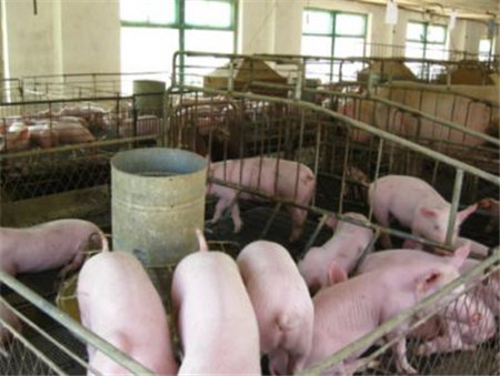 技术 | 实现猪场的批次化生产--管理者需要做什么？