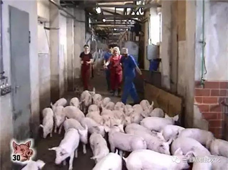 德国Nebelschütz 母猪养殖场批次化管理情况