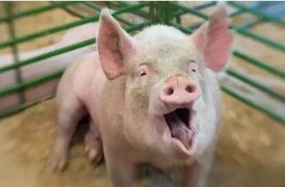 猪反复咳嗽喘气的巧妙处理，学会胜养十年猪！