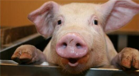 春季养猪注意这6点，赚钱才会更保险！