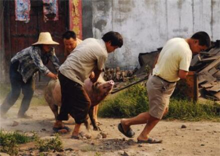 后悔现在才知道！母猪产后这样做下胎产仔数都已经达到了12头